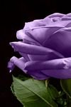 pic for Purple Rose 